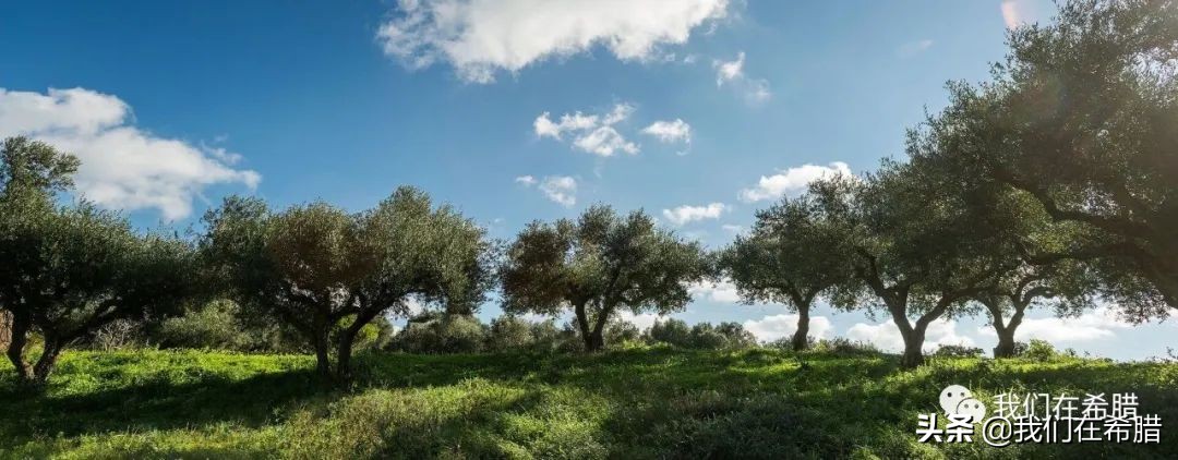 希腊和西班牙哪个橄榄油正宗好吃,西班牙和意大利为什么产橄榄油