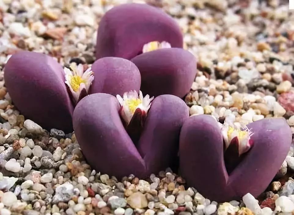 世界上最稀有最名贵的花,世界上最漂亮名贵的花