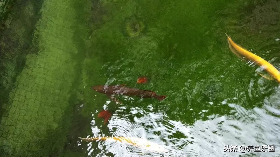 这位土豪家的渔场,光滤材就花了500多万,你确定不要见识一下?