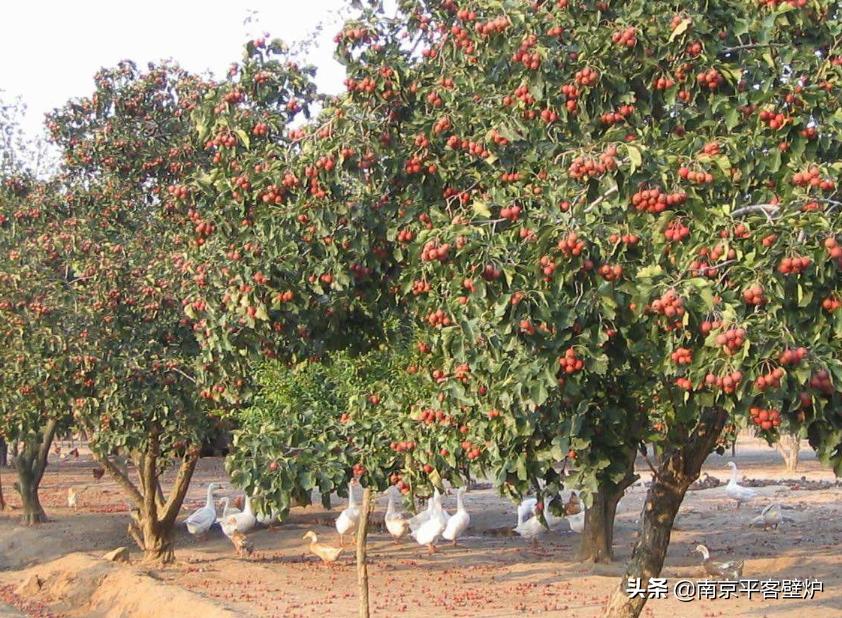 真火壁炉适合什么木材,真火壁炉燃料