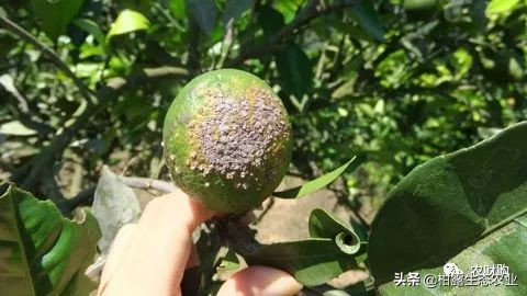 作物虫害识别大全图谱,果园物理防控虫害的方法