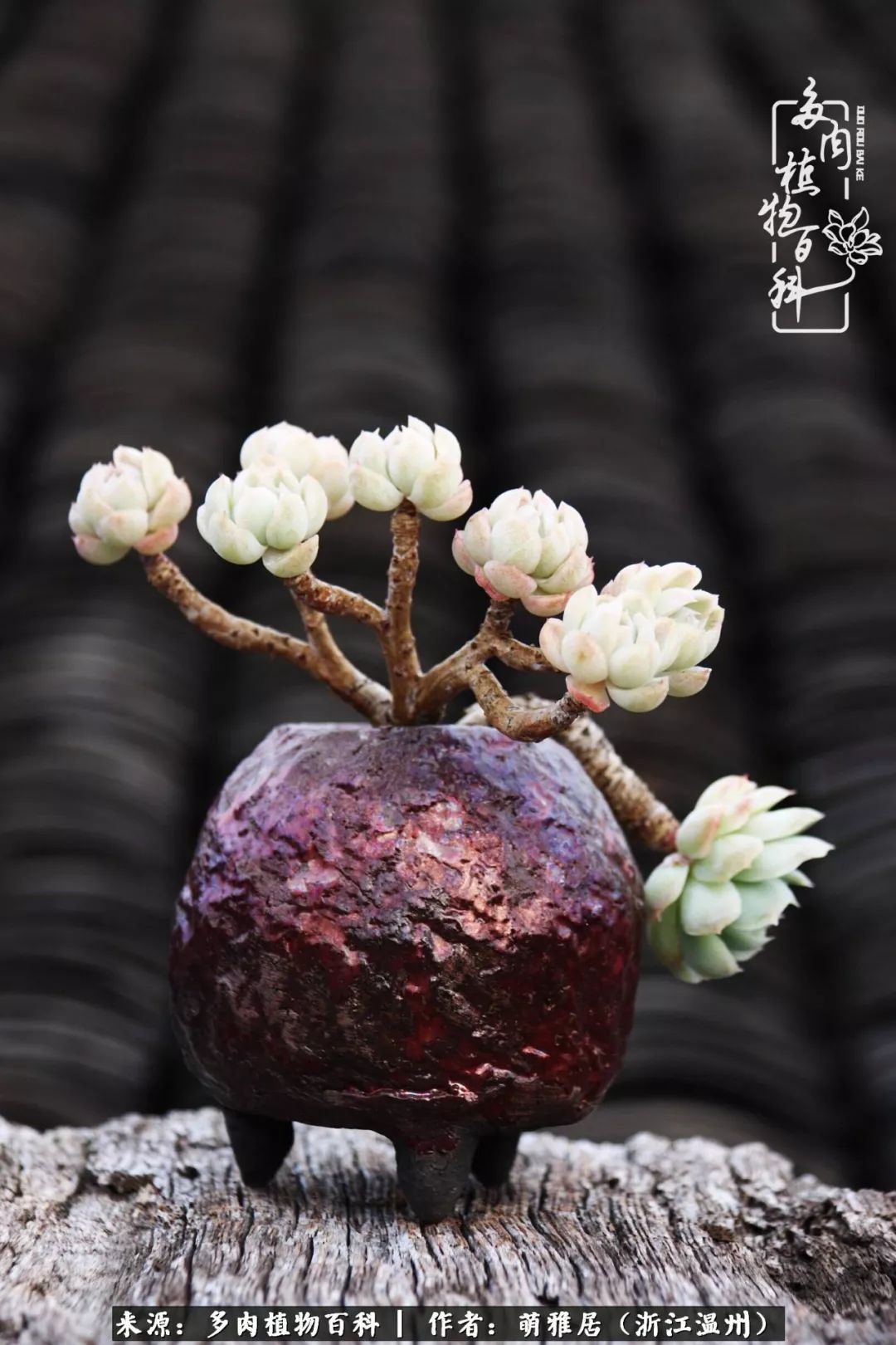 多肉最美的季节已来到,多肉最美的季节来临