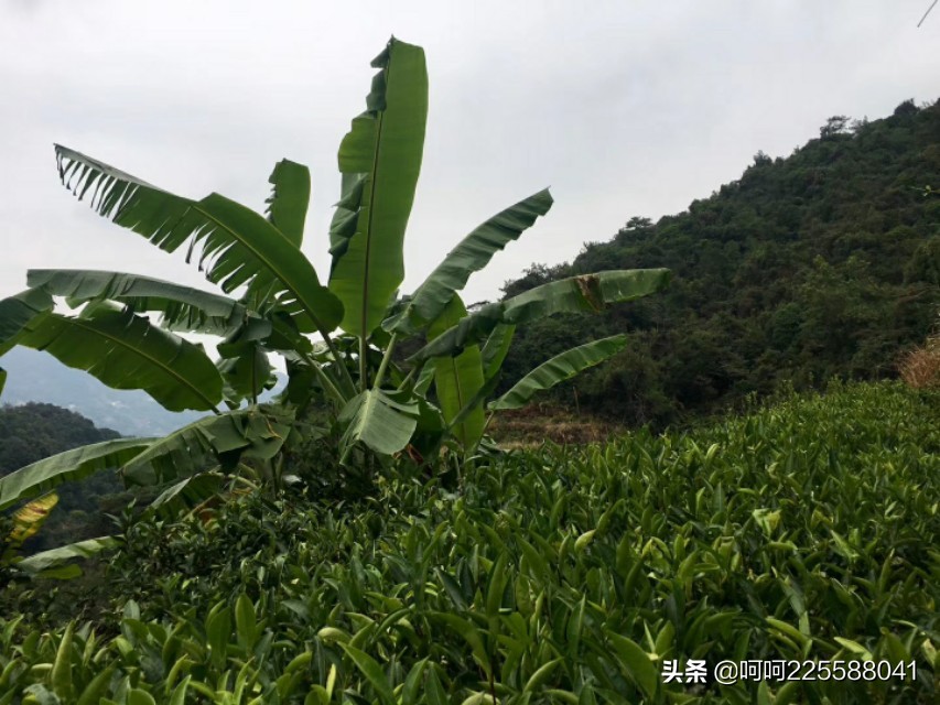 假日山村游玩,假日凤凰山旅游攻略