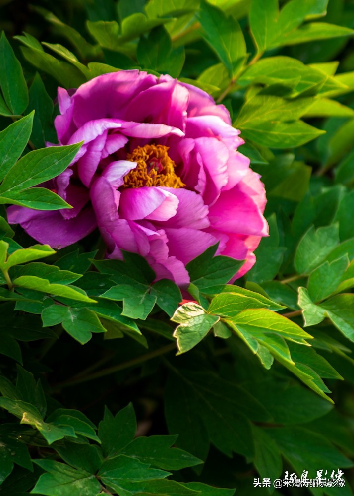 摄影家协会会员如何申请加入,如何申请成为中国摄影家协会