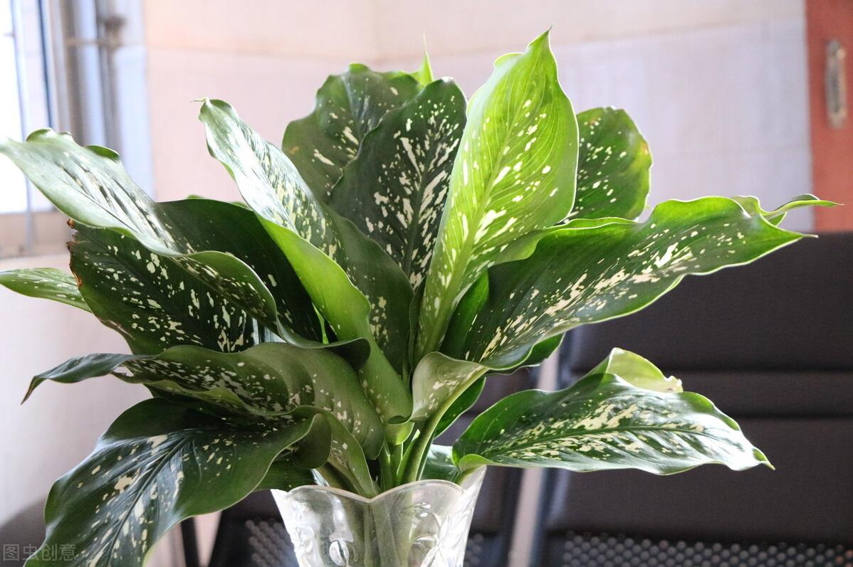 万年青的养殖方法视频,万年青的养殖方法与技术