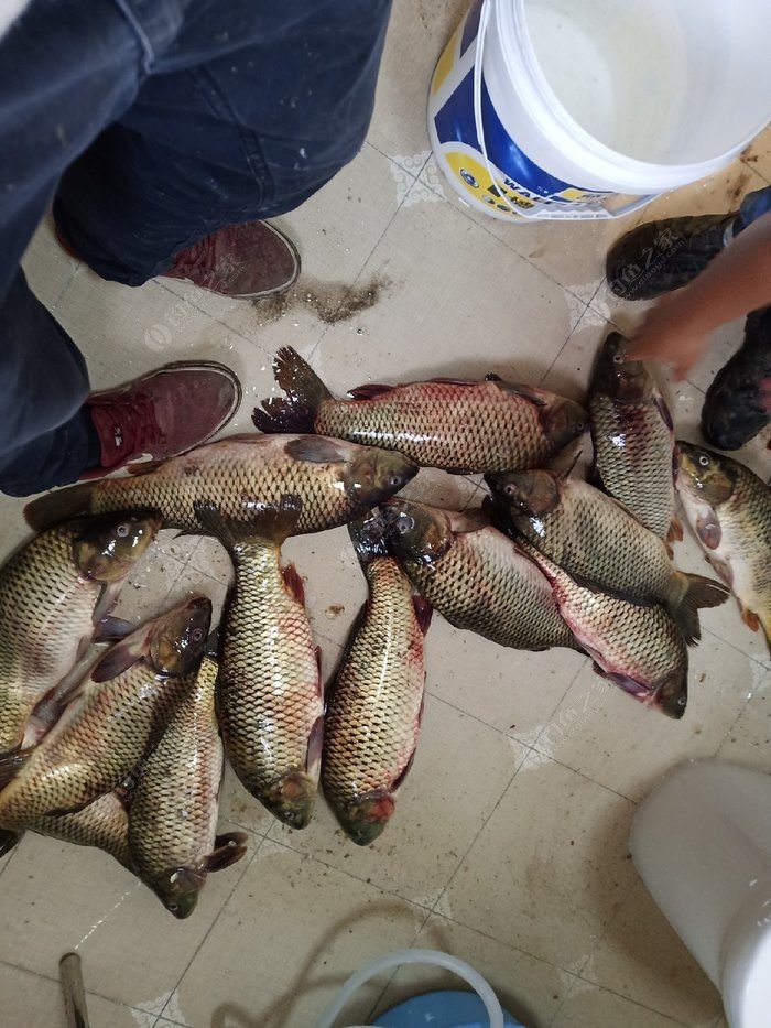 冬季海拉尔一日游攻略最新,海拉尔钓路亚的视频