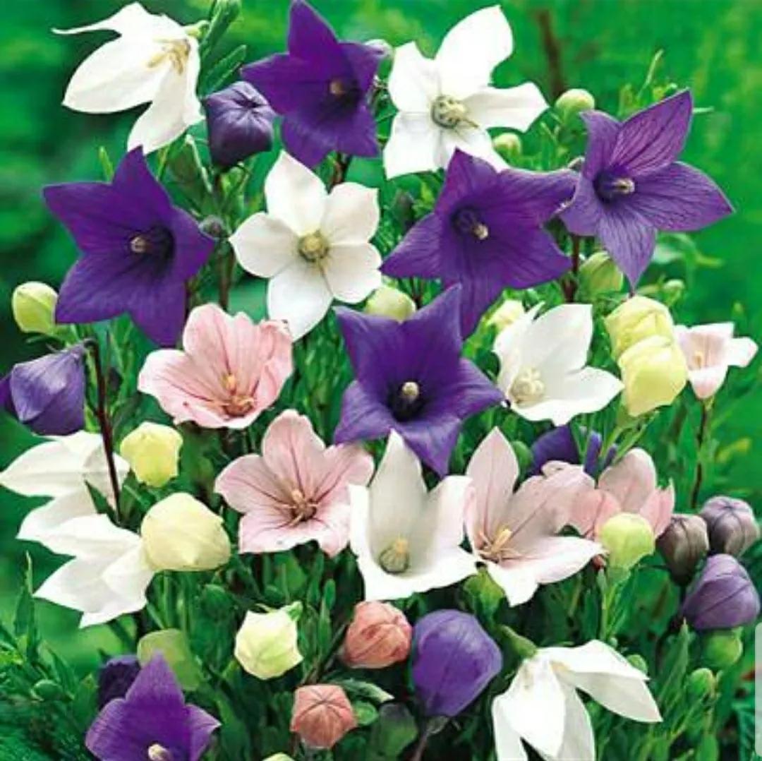 铃儿响叮当双音和弦五线谱,铃儿响叮当三级长笛