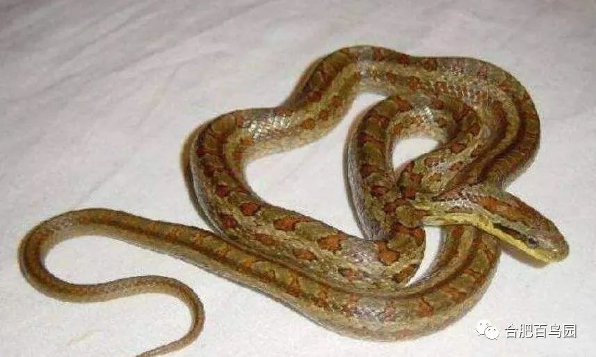 蛇类科普动物世界,各种动物蛇类科普视频
