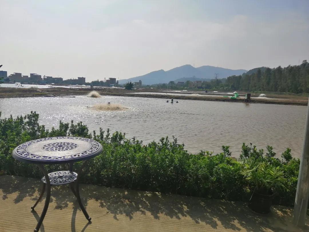 叉尾鮰养殖喂什么,叉尾鮰鱼的自养方法