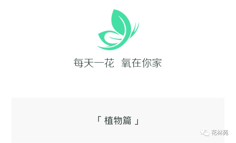 佛手片的作用与功效,佛手的功效及作用