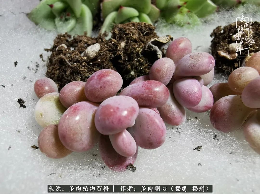 唯美雅致意境飘逸的多肉,蝶舞悠然多肉视频