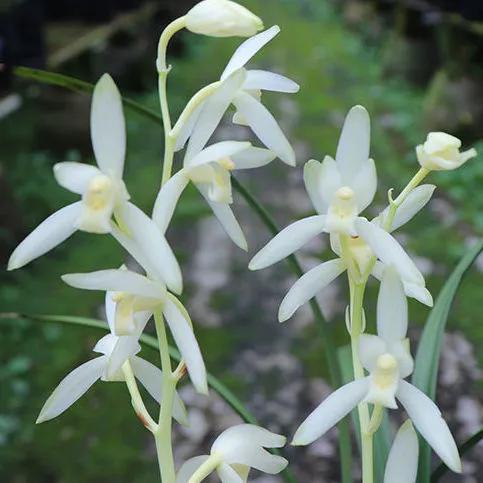 十大值得养的兰花有哪些,适合家庭养的兰花品种大全图