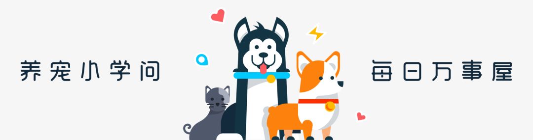 猫是一种液体吗看完长知识了,猫是液体猫咪吗