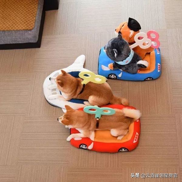 日本一博主给自家的两只柴犬买了几十只玩偶每天上演真实版找不同