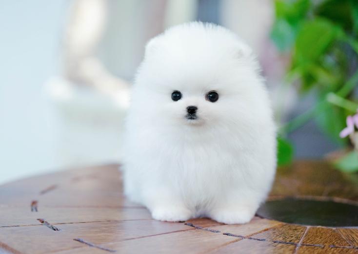 正确的博美幼犬喂养方式，只要煮好这些方面，就能让它更加健康