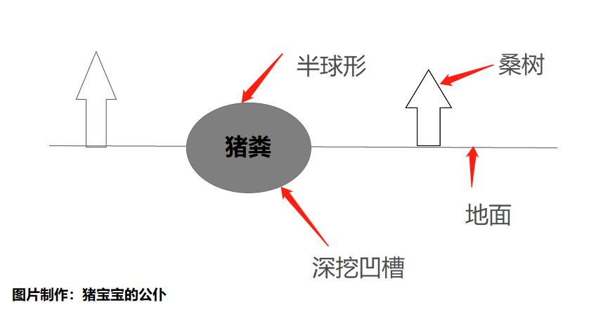 小型猪场猪粪处理的常用方法,养猪圈里猪粪快速处理