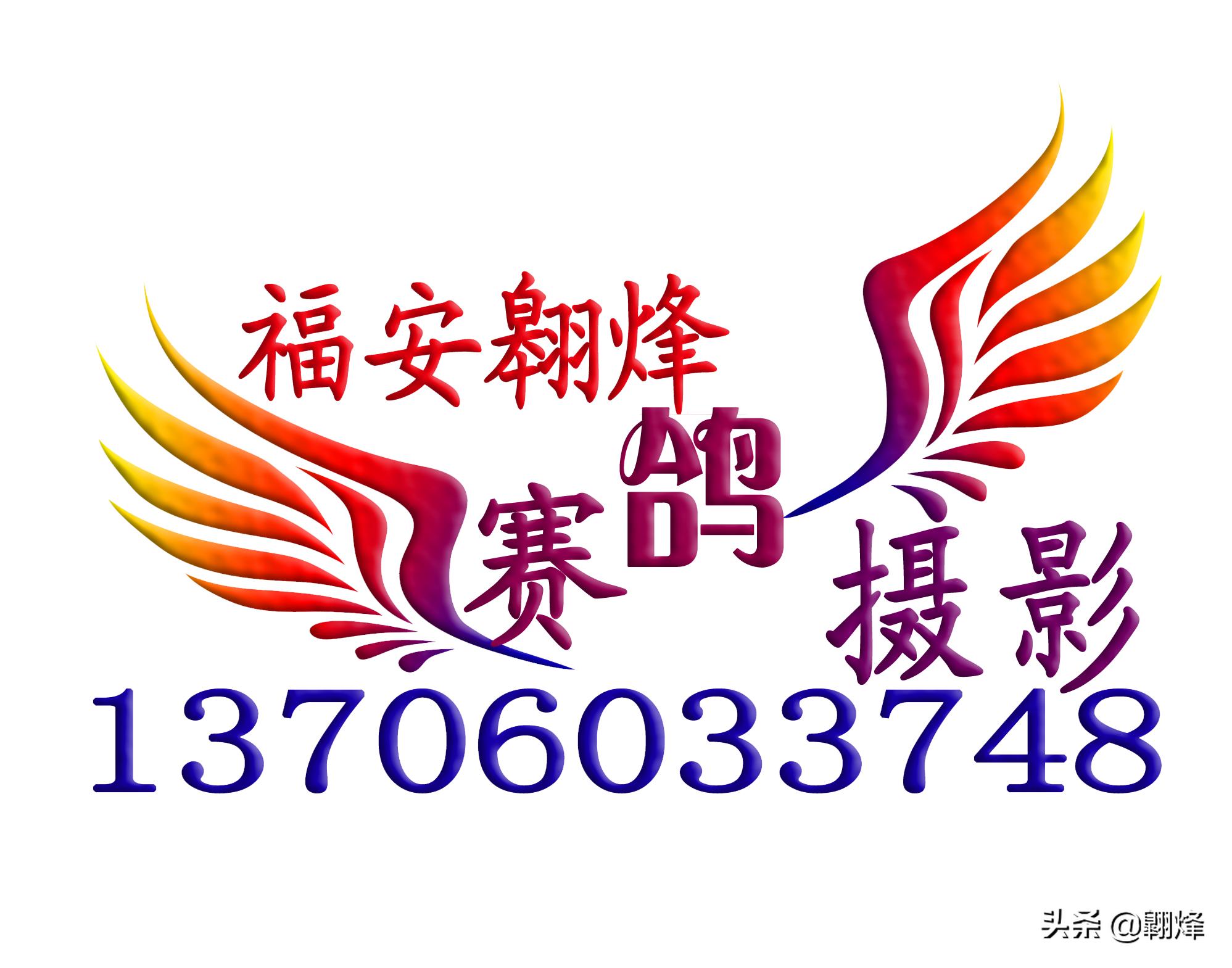 信鸽爱好者关注福安信鸽赛事