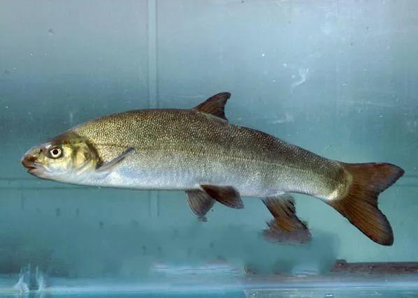 中国最好吃的4大淡水鱼,中国特别好吃的10种淡水鱼