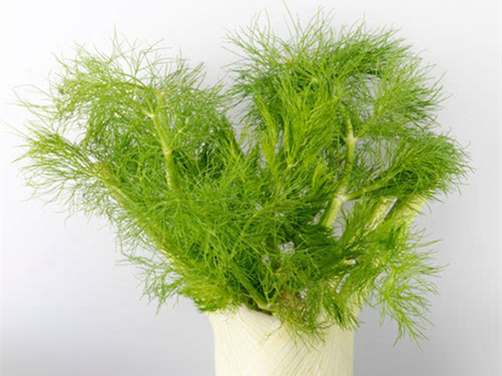 茴香盆栽养殖方法,盆栽茴香怎么长得粗壮好看