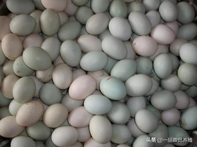 养殖蛋鸭赚钱,养殖蛋鸭要注意什么