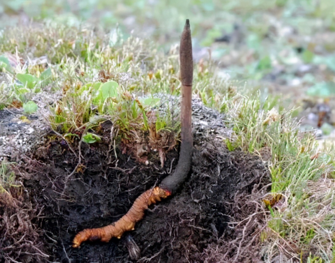 臻选虫草花蛹虫草,蛹虫草和虫草花是一样吗