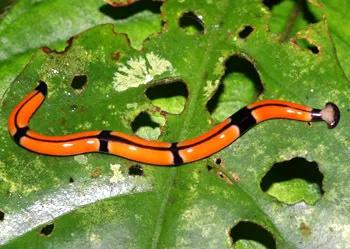 羡慕蚯蚓一分为二的特技？我涡虫可以一分为二百七十九