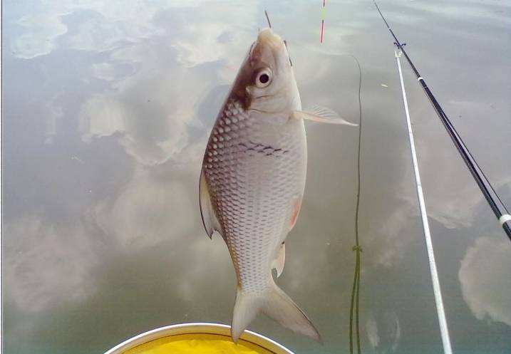 鲮鱼怎么钓才好吃,钓土鲮视频土鲮鱼好吃吗