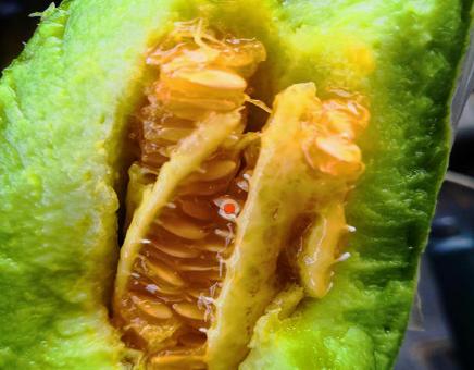 6月有钱没钱,这5颗水果都要买,饭前或饭后吃点,清爽美味营养多