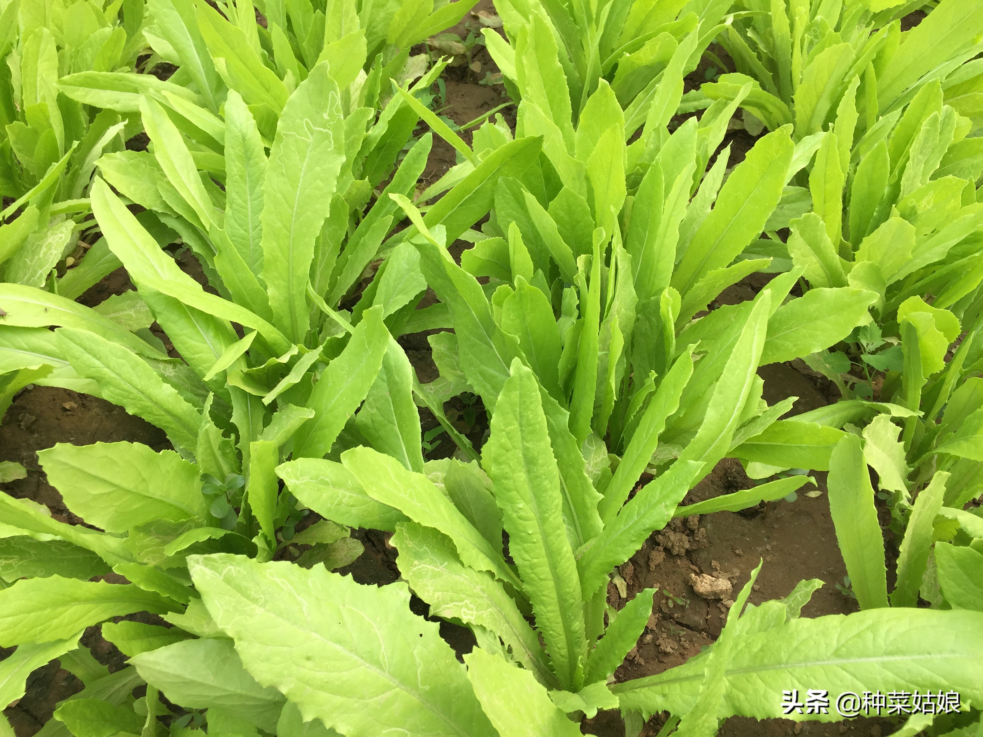种植蔬菜枯萎了怎么补救,种植蔬菜烂根烂叶怎么回事