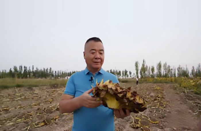 种植西葫芦挣一个亿,农民种植西葫芦亩收入