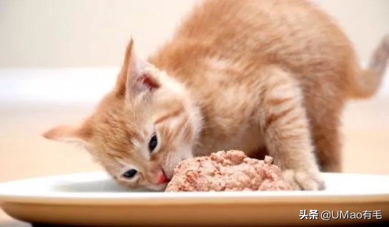 零食罐和主食罐吃哪个,主食罐零食罐