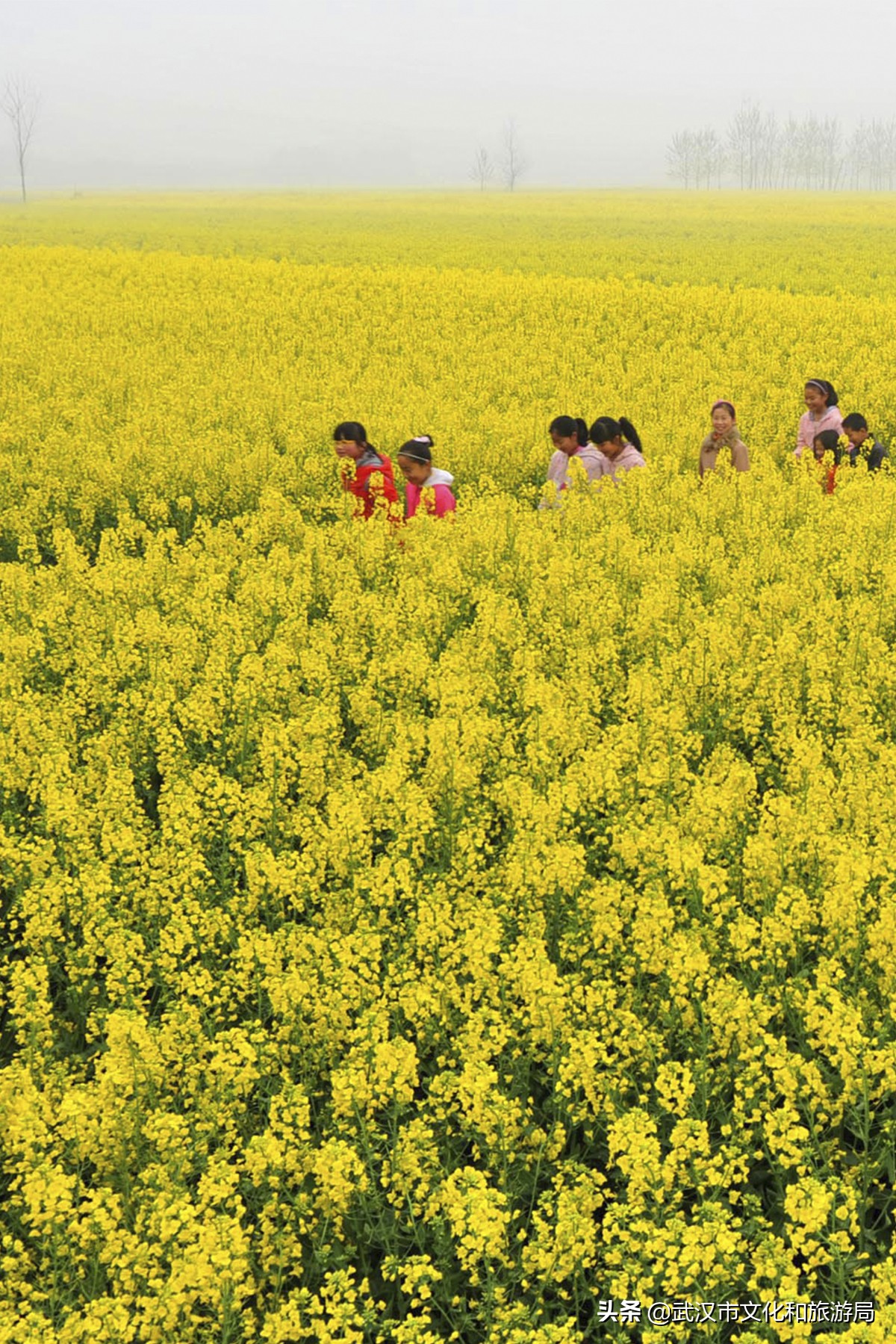 十大赏樱花胜地,武汉免费赏樱地推荐