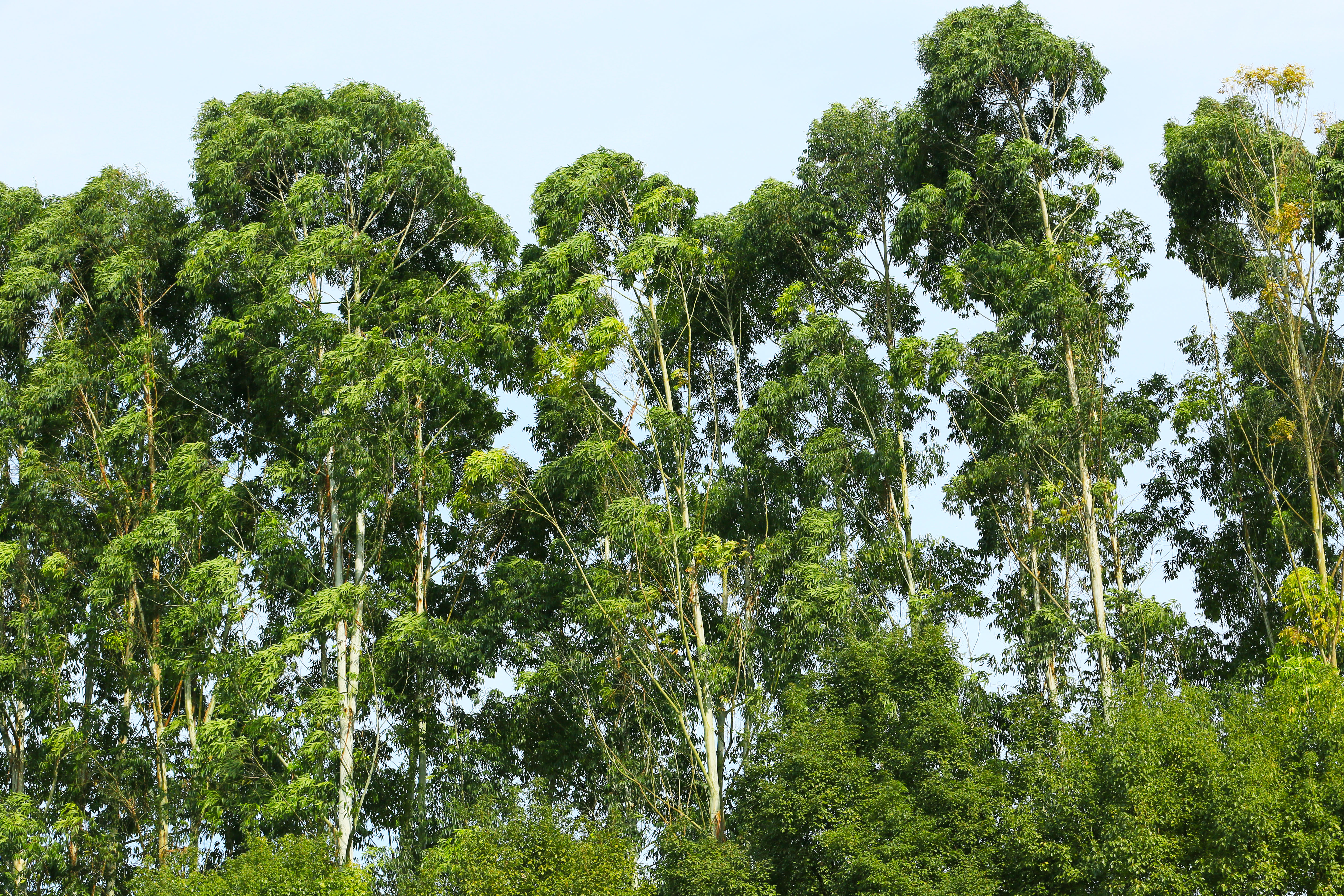 桉树林风景,自然生长的桉树林