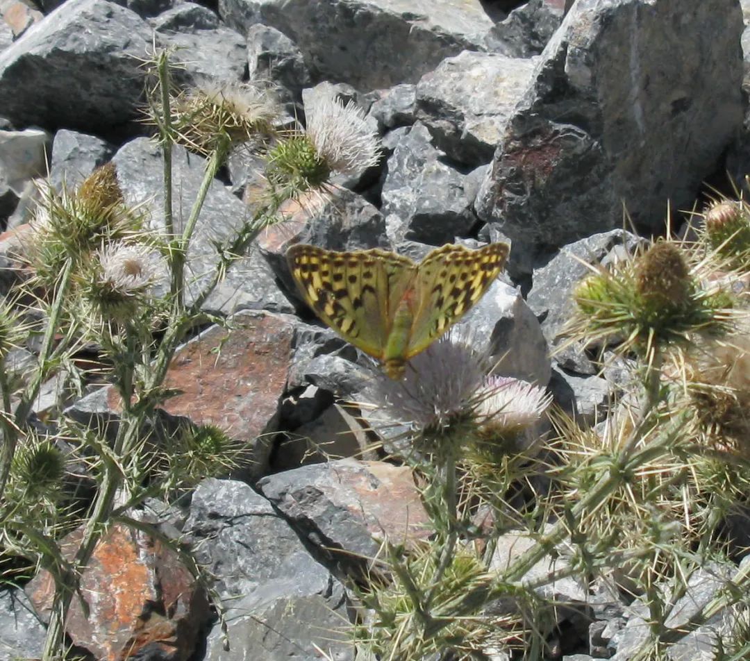 *疆新**的蝴蝶，惊世骇俗