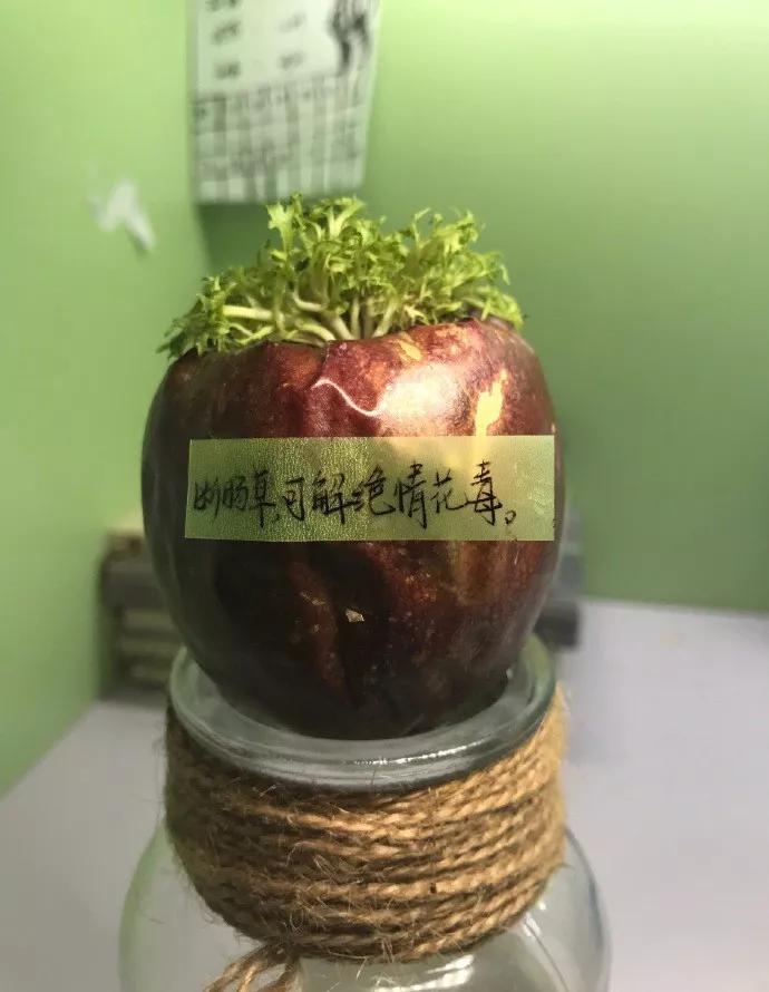 遇到蟑螂该怎么处理快速解决,捉到一只蟑螂怎么办