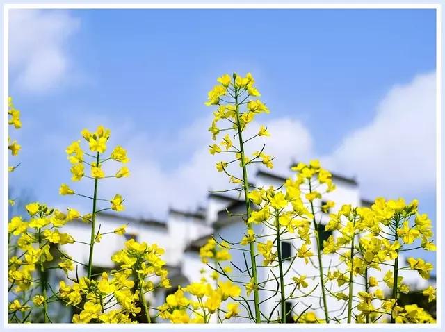 魔都赏花旅游攻略,魔都春季赏花好地方