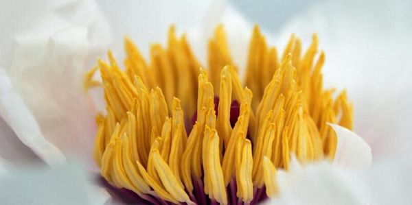 喝牡丹花茶有什么作用,女人喝牡丹花茶的好处