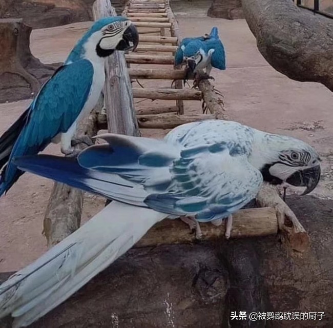 王校长养熊猫,王校长养了什么狗