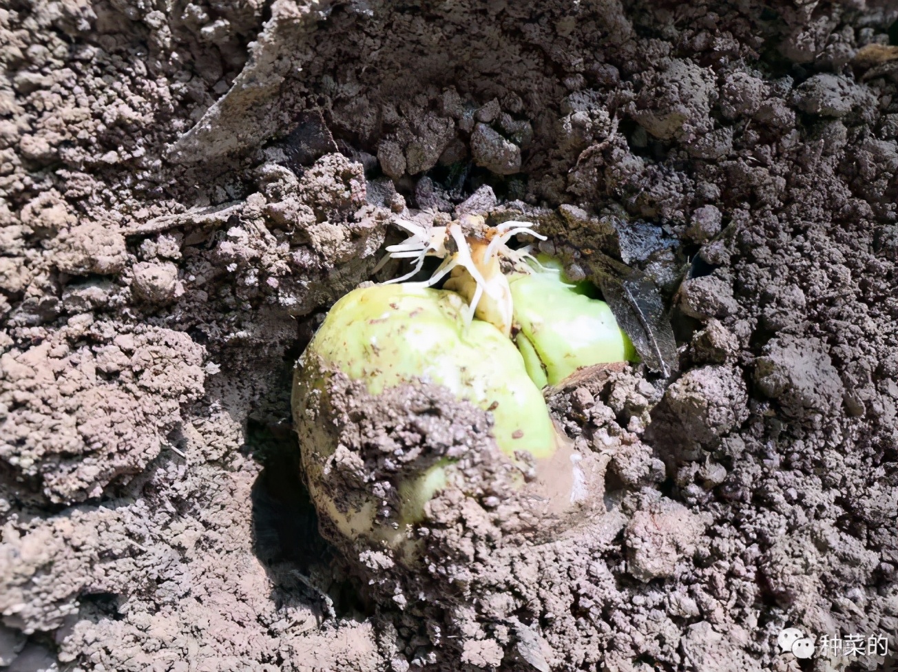 为什么同样的种子不一样,一样种子为什么不发芽