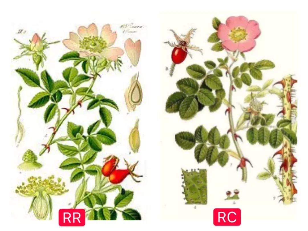 还不知道精油≠果油！你与美白错过了一个亿