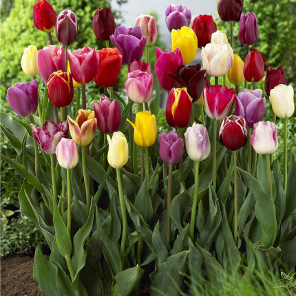 郁金香开完了种球怎么处理,郁金香开完花后怎么补救