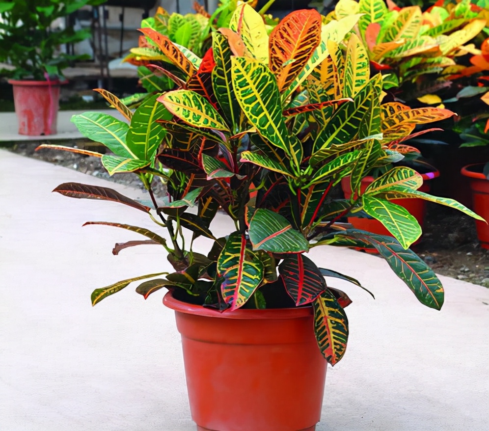 100种最毒的毒花,20种有毒的大毒花