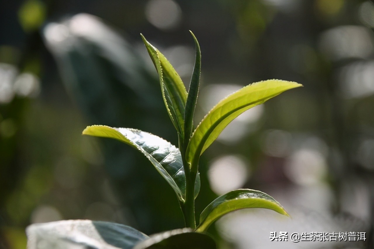 别再喝劣质陈皮,冰岛普洱茶是最好的普洱茶吗