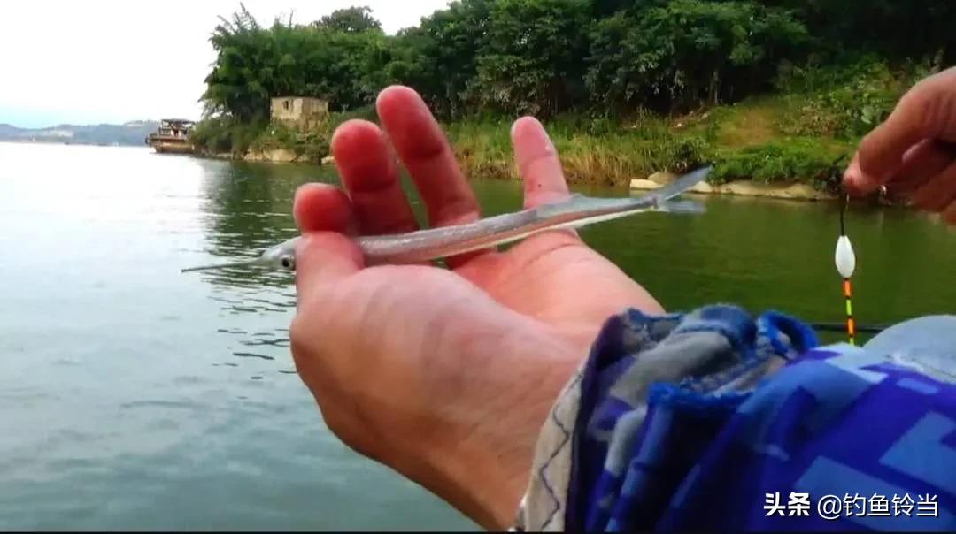 怎样垂钓经济价值高的鱵鱼?注意用饵和钓法的技巧，才能钓多钓好