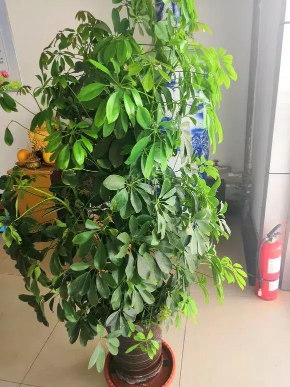 鹅掌柴不长高,鹅掌柴长得慢怎么办