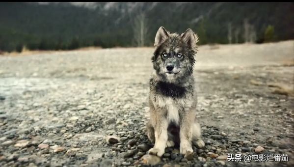 二哈多哥极限逃跑,多哥为什么跟其他哈士奇不一样