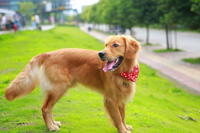 金毛吃什么才能长胖,金毛吃什么食物增肥最快