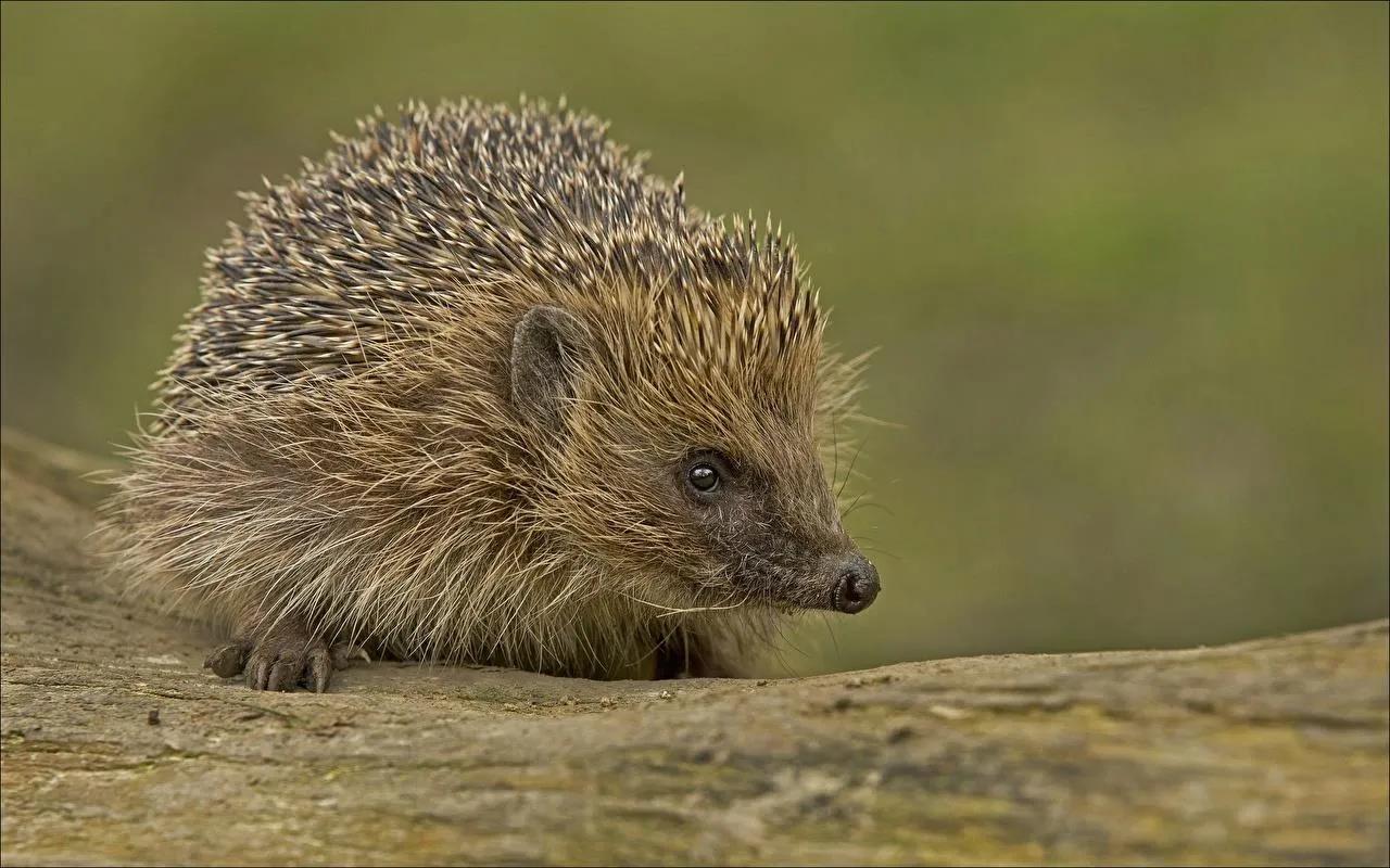 人工养殖的刺猬怎么养,迷你刺猬为什么不能随便养