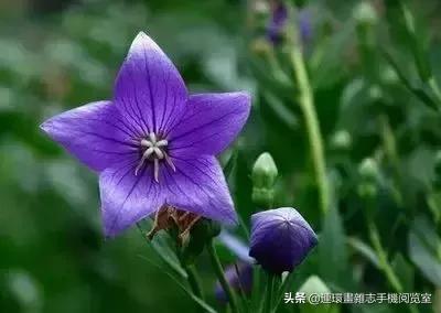 各种花的花语文案,花的花语100种