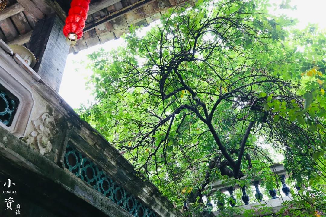 顺德空中下午茶推荐的地方,顺德一日游下午茶